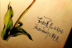 <b>生如夏花</b>