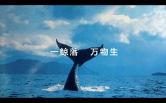 <b>鲸落</b>
