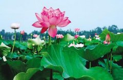 <b>开花</b>