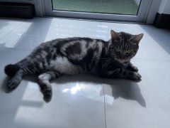 <b>养猫的几点感悟</b>