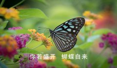 <b>你若盛开，蝴蝶自来</b>