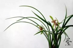 <b>镜破不改光，兰死不改香</b>