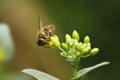 <b>蜂采百花酿甜蜜，人读群书明真理</b>