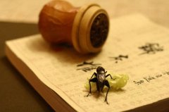 <b>文心|夏虫不可语冰，井蛙不可语海</b>