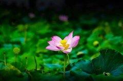 <b>在心里种花，人生才不会荒芜</b>