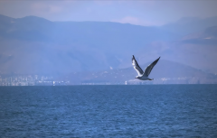 <b>从容，是一个人最高级的力量</b>