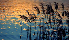 <strong>一个人只拥有此生此时是不够的，</strong>