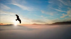 <strong>生而有翼，为何竟愿一生匍匐前进</strong>