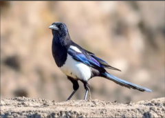 <b>翅膀足够硬，何惧枝丫断</b>