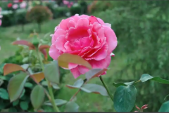 安静扎根，静待花开（三）